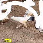 زينه