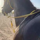 حصان واهو و البيع شعبي