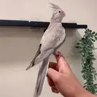 (مباع) كروان هولندي فاون اليف (لون مميز ونادر نسبيا )