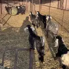 للبيع 12 جفار وتيوس عمر ثلاث اشهر