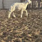 بهم حري