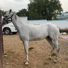 حصان وفرس للبيع