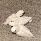 فروخ روز البينو(( نهاية غر ))