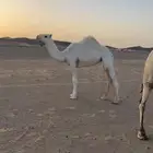 بكره حقه وضحاء للبيع