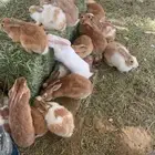 ارانب بلدي