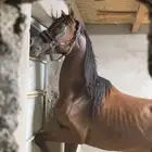 حصان عربي اصيل ورق عمره 7 الاسم جواد جهينه اللون احمر