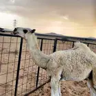 حوار للبيع من عيال بعارين ابن حميد