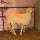 خرفان جبره كفوء