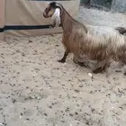عنز دافع