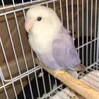 ببغاء انثى روز منتج (تم البيع)