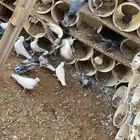 حمام للبيع 50 جوز بلدي