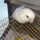 روز اليف