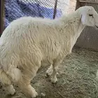 طليان فل الفل جذعان