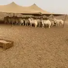 طليان اضاحي حريات