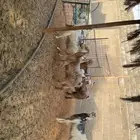 معزى مقاني وفيها حليب