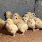 للبيع صوص براهما كولمبي