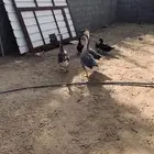 بط و وز للبيع على السوم