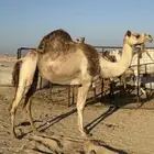 ناقه حره للبيع