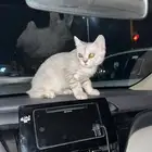 قطو سكوتش