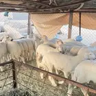 رخال صنف مقنى