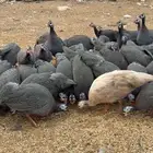 دجاج حبشي