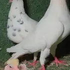 جوز دنش مع انتاجه
