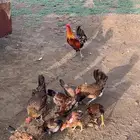 عرض فاخر دجاج عربي