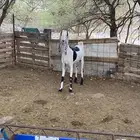 عنز بنجابية صنف فااخر