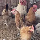ديوك بلدي وفيومي