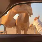 حساب ببجي