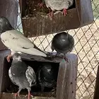 حمام باكستاني للبيع ع السوم