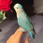 للبيع ببغاء روز اليف مناسب للاطفال