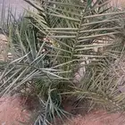 نخل ونانه
