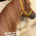 مهره ومهر سنة وسبعة شهور