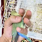 فروخ روز