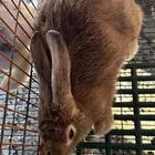 ارانب شانشلا عملاق