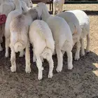 طليان ذبايح شحم ونظافه واطراف