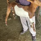 تيس