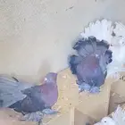 ازواج رقاصي