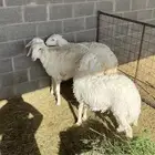 رخال