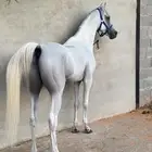 حصان واهو بيور