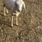 البيع رخاله