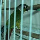 مطلوب كنيور ذكر انتاج