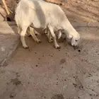 نعجه تم البيع