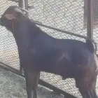 مشروع فحل ادهم ضغط عالي( تم البيع )