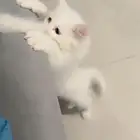 قطط للبيع شيرازيات ابيض