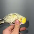 فرخ كروان اليف نهايه غر