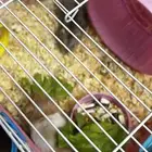 هامسترين ذكر وانثى ب200مع كامل أغراضهم واكلهم وخشبهم