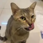 قطة للتبني