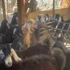 تيوس عوارض مخاصي